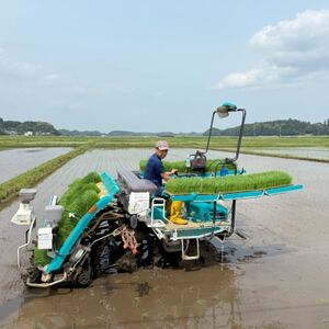 多古米セレクション　大木茂秀さんの多古米コシヒカリ　玄米5kg　令和7年産【配送不可地域：離島】【1655383】