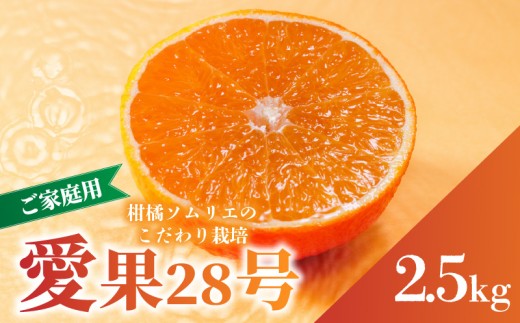 愛果28号 (紅まどんな と同品種) ご家庭用 2.5kg 【2026年11月下旬より順次発送】 | 訳あり 愛果 あいか みかん まどんな マドンナ ワケアリ 柑橘 みかん 果物  おすすめ 高級 人気 お取り寄せ グルメ ギフト 期間  ご当地 愛媛三大柑橘（ 紅まどんな せとか 甘平 ） 愛媛県 松山市  蓮果園