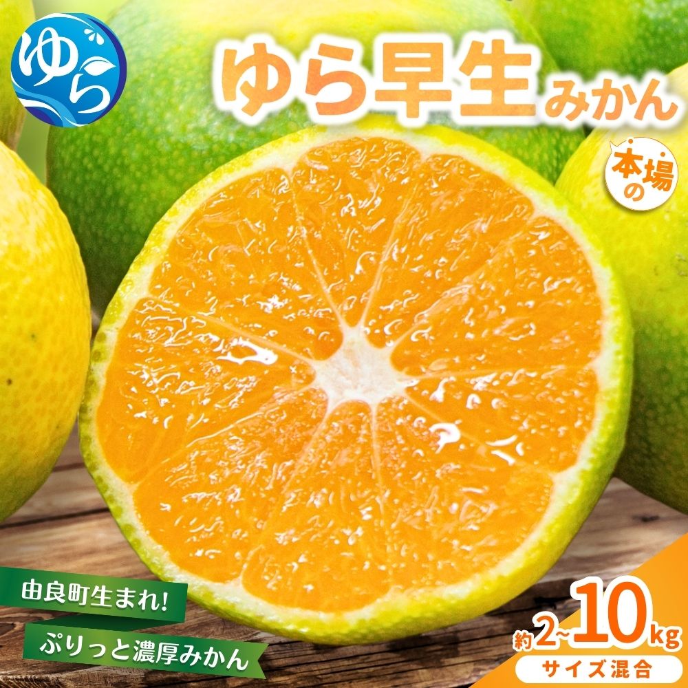 【ふるさと納税】★レビューキャンペーン中★ ゆら早生みかん 【選べる容量】2kg 4kg 5kg 7.5kg 10kg 【先行予約】※2025年10月中旬～10月下旬順次発送農家直送 / くだもの 果実 柑橘 果物 フルーツ 国産 和歌山県 由良町 ご家庭用 人気 おすすめ ゆらわせ 極早生