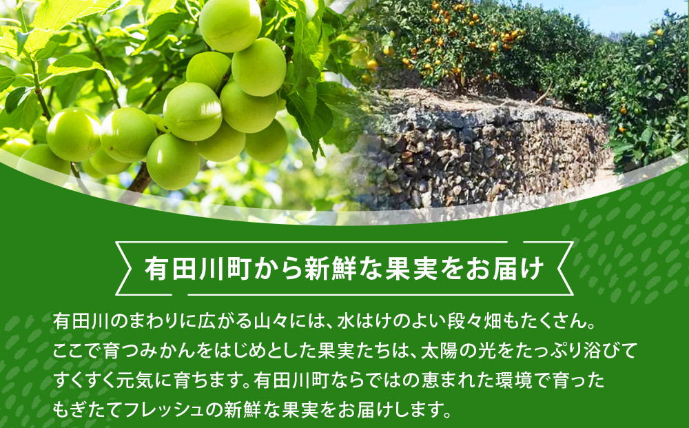 青梅 3kg 訳あり 紀州南高梅 シロップ・梅酒・梅干し用など 和歌山県有田産 2026年5月下旬～7月上旬発送予定
