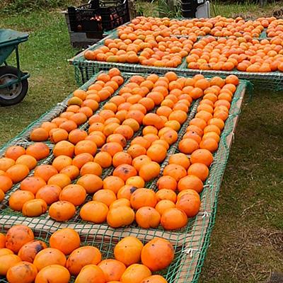 ふるさと納税 香取市 香取市産　酵素酢 柿の神髄　ギフト缶レギュラー(500ml×1本入・贈答可) |  | 02