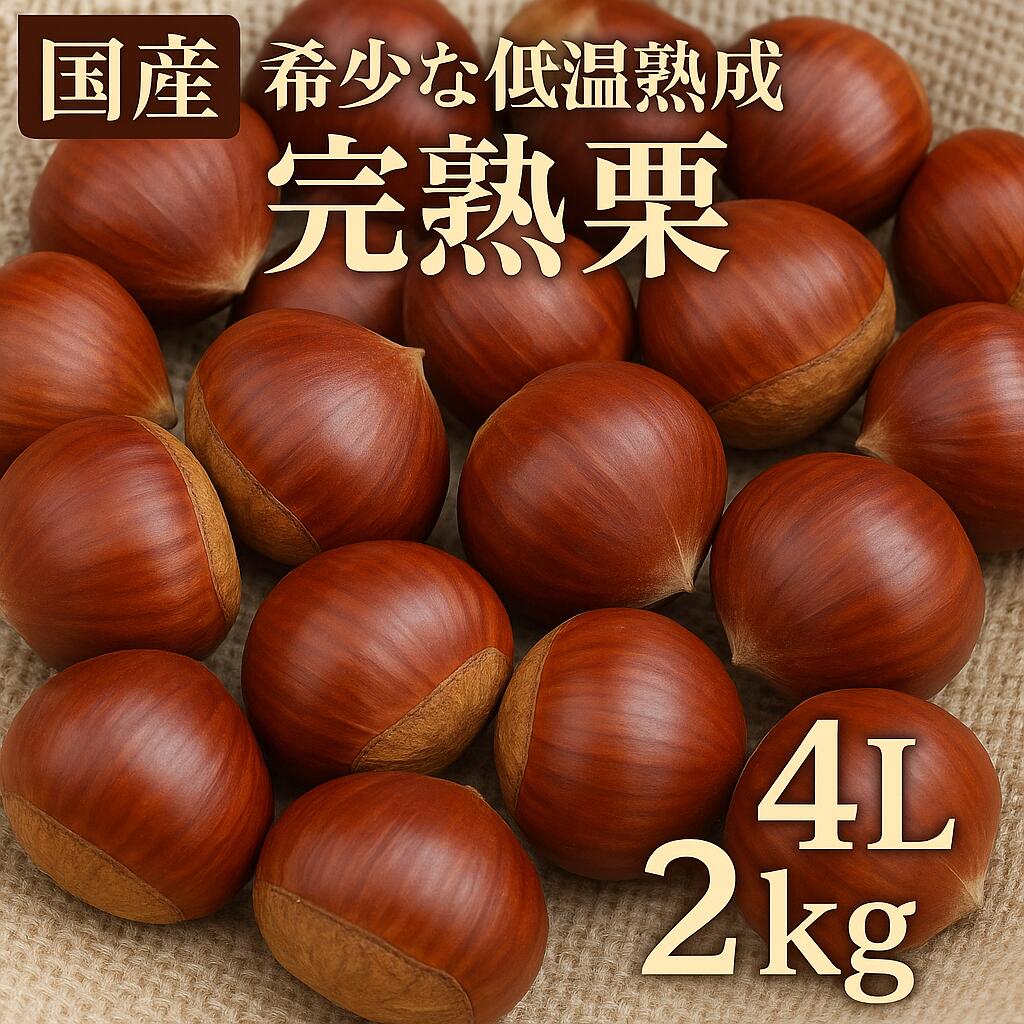 【ふるさと納税】 生栗 期間限定 数量限定 先行予約 『さぬき山都の低温熟成 完熟栗 4Lサイズ以上 約2kg 』 [ 栗ごはん 秋の味覚 くり 大粒 栽培 厳選 糖度 選別 三豊市 グルメ お取り寄せ 送料無料 さぬき山都 ]