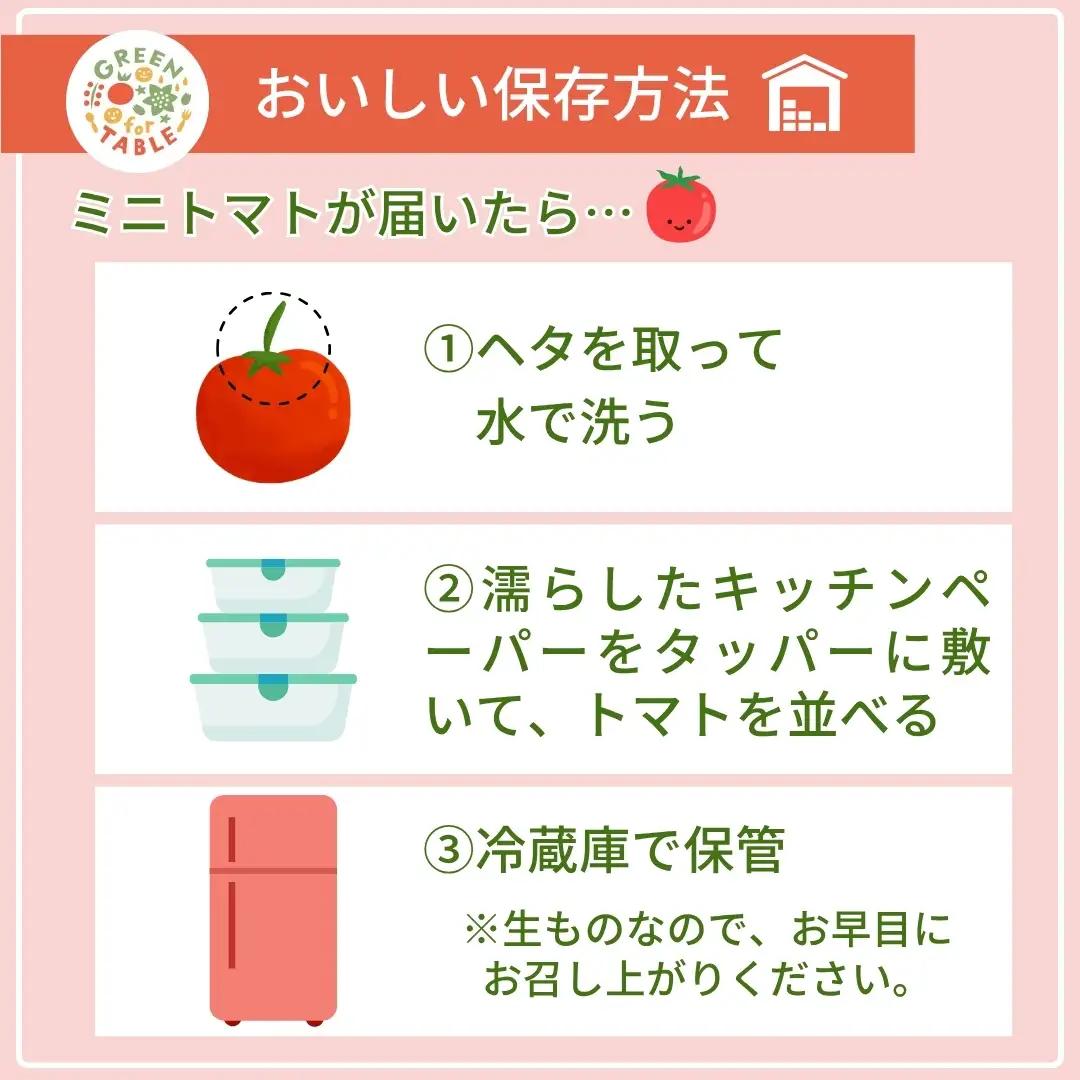 美粒トマト ミニトマト サンチェリー 1kg 2026年7月発送 トマト 新鮮 採れたて フレッシュ 野菜 農家直送 1キロ 人気 福島県 田村市 田村 GREEN for TABLE