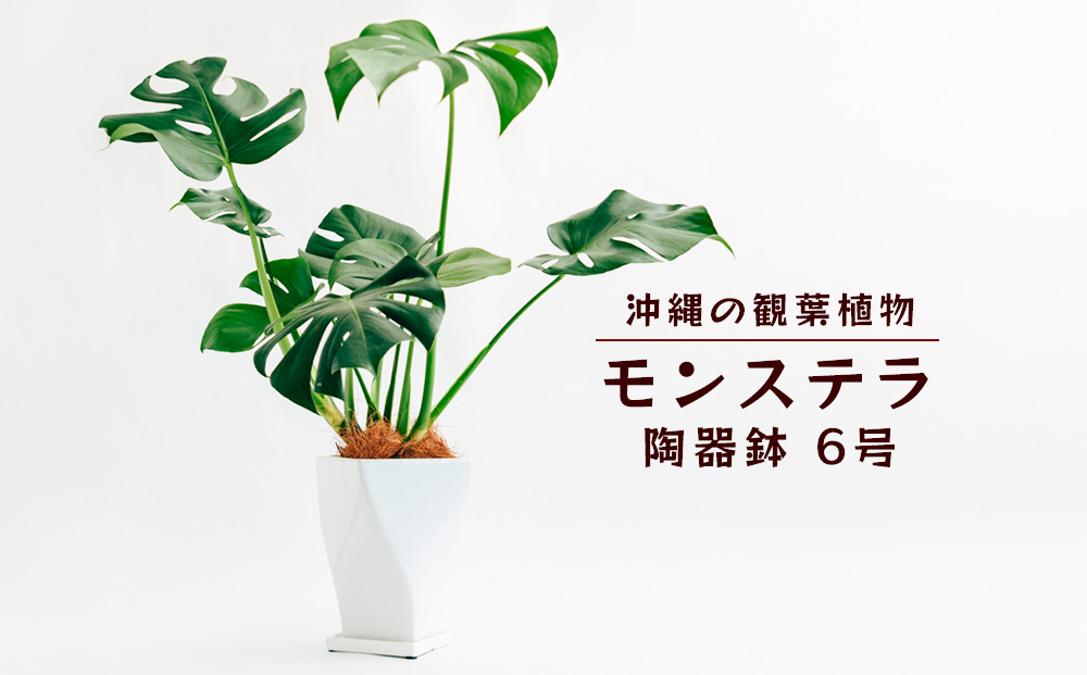 沖縄の観葉植物　観葉植物　モンステラ陶器鉢植え　6号　角鉢　観葉植物　モンステラ　インテリア　鉢付き　おしゃれ　インテリアグリーン　緑のある暮らし　ハウスプラント　沖縄　うるま市　６号<br>