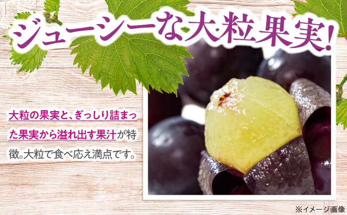 ぶどう ブドウ 葡萄 フルーツ 果物 デザート ピオーネ 大粒 甘い 2kg わけあり 家庭用 自宅用 産地直送 広島県 三次市