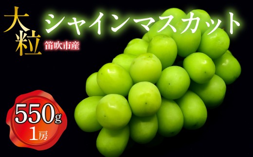 【2026年発送★先行予約】笛吹市産　大粒シャインマスカット　550g以上(1房) 227-022-26y｜ふるさと納税 ぶどう シャインマスカット 笛吹市 国産 人気 期間限定 果物 フルーツ 旬 山梨県 送料無料