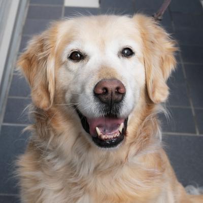 ふるさと納税 宍粟市 宍粟鹿肉100%　犬・猫の無添加おやつとドッグフード(詰め合わせ) O21