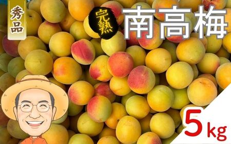 南高梅 約5kg (＋保証100g)【秀品】完熟  2L以上 カキエモン農園【BX-kkem016】
