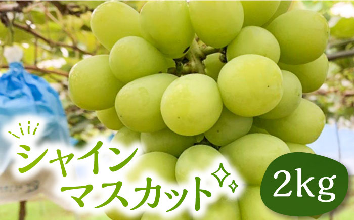 
            【先行予約】シャインマスカット 2kg 【2025年9月中旬以降順次発送】《豊前市》【山田農場 フルーツランド】 ぶどう マスカット 葡萄 [VCY005]
          