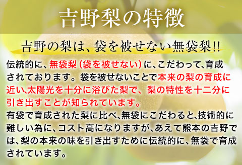 【先行予約】熊本県氷川町産 吉野梨秋麗 約5kg(14～16玉前後) 《8月中旬-9月上旬頃出荷》 JAやつしろ梨部会---sh_cjashurei_g8_23_16000_5kg---