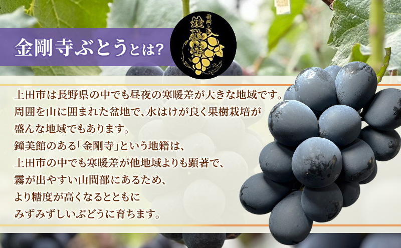 ナガノパープル 信州上田産金剛寺ぶどう 約1kg 2～3房 ぶど