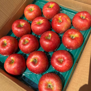 訳アリ　サンふじ　3㎏　（9～12玉） ｜ サンふじ さんふじ 林檎 りんご 長野県 松本市 果物 フルーツ ふるさと納税