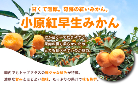 先行予約 みかん 蜜柑 約10kg 小原紅早生 小原紅早生みかん 柑橘 オレンジ 11月下旬～12月下旬 配送 選べる 容量 香川県 丸亀市