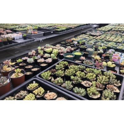 ふるさと納税 南房総市 多肉植物「ハオルチア 5種セット」 mi0034-0003 |  | 03