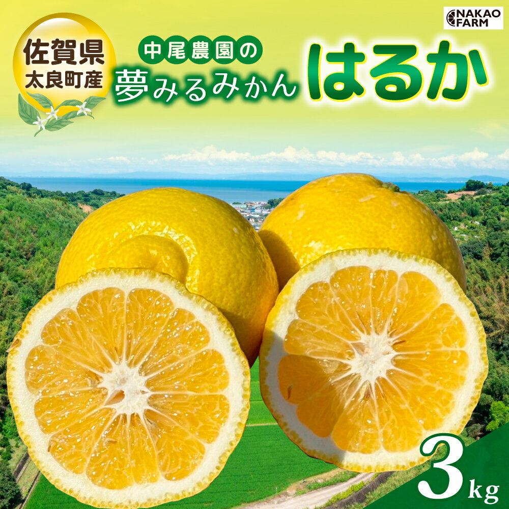 【ふるさと納税】中尾農園の夢みるみかん はるか 3kg みかん ミカン 蜜柑 柑橘 フルーツ くだもの 果物 はるか 小玉 クレメンティン 国産 さがみかん 太良みかん 夢見るみかん おいしい 減農薬 濃厚 ギフト 贈答品 贈り物 佐賀県 太良町 MA13x1
