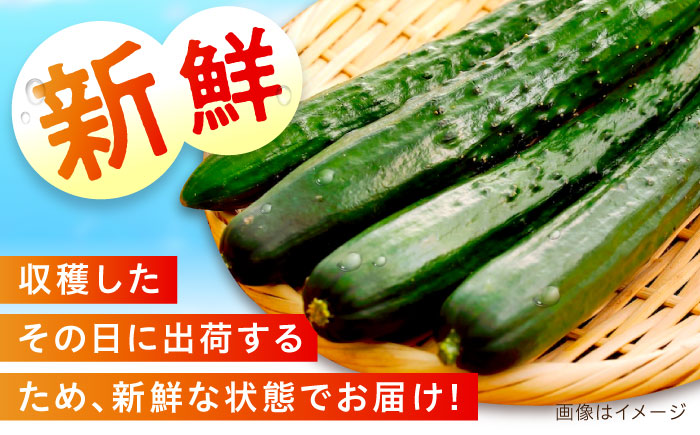 鮮度バツグン！広島県江田島市産きゅうり 5kg×1箱（A級品Lサイズ） 胡瓜 キュウリ 野菜 やさい 国産 江田島市/ひろしま農業協同組合江田島アグリセンター [XCA001]
