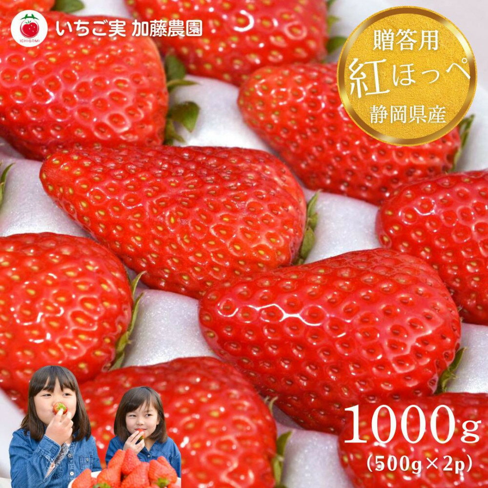 【ふるさと納税】【贈答用】 静岡県産いちご 紅ほっぺ 500g×2パック（1パック12～15粒）【配送不可：北海道・沖縄・離島】 冷蔵配送 苺 フルーツ◇ | いちご 紅ほっぺ 冷蔵 フルーツ 果物 くだもの 食品 人気 おすすめ 送料無料