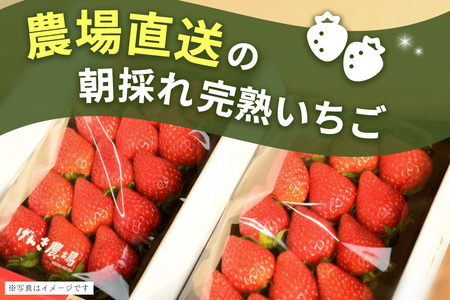 【ふるなび限定】【新農場オープン記念】【先行受付 2026年1月より発送】【農場直送！】いちご2品種食べ比べ(約280g×4P)【ふるさと納税 基山町産 いちご イチゴ 朝採れ 完熟果 FN-Limi