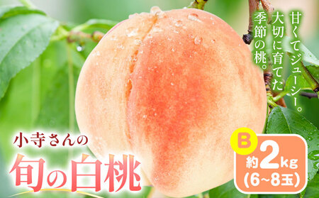 小寺さんの旬の白桃 2kg 6～8玉 小寺壽夫 《7月中旬-8月下旬頃出荷》 岡山県 笠岡市 岡山県産 モモ 果物 フルーツ もも 桃 白桃 白鳳 清水白桃 岡山夢白桃 白麗 白露 白皇 st-p