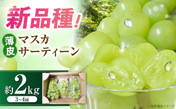
                  シャインマスカット系新品種 マスカサーティーン 約2kg（3房～4房）＜8月～9月発送＞ 長崎県/吉岡青果 [42ACAF024] マスカット ぶどう ブドウ 葡萄 果物 くだもの 雲仙 お取り寄せ
                
