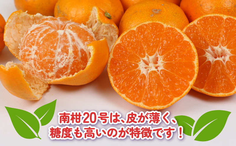 訳あり プチ みかん 南柑20号 5kg 杉本屋 先行予約 わけあり 訳あり品 訳アリ 小玉みかん 小みかん 愛媛みかん 愛媛蜜柑 愛媛ミカン 温州 温州みかん 果物 くだもの フルーツ 柑橘 蜜柑 