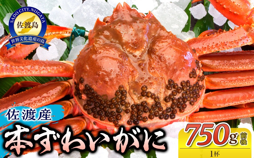 
            佐渡産 本ずわいがに 750g前後 1杯
          