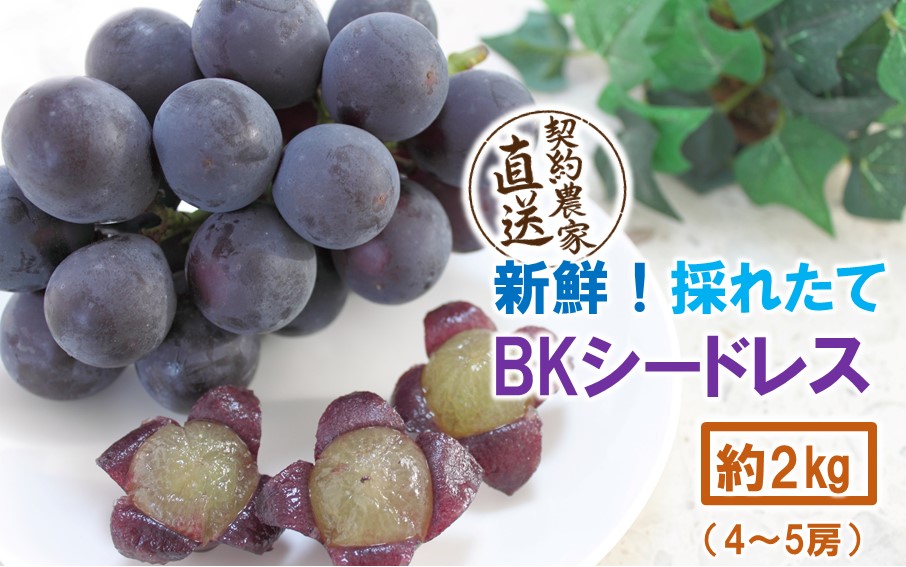 テレビで紹介されました！【先行予約】【令和8年発送】農家直送！ 新鮮！ 朝づみぶどう BKシードレス 種なし 約2kg フルーツ 果物 贈答 大分県産 採れたて_2657R-3