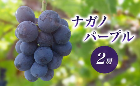 2026年産ナガノパープル2房　 種なし 果物 葡萄 ぶどう フルーツ 長野県 駒ケ根市