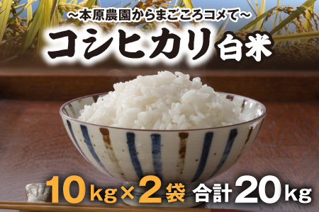 【令和7年産・新米】【白米10kg×2袋】福井県産 コシヒカリ20kg ～本原農園からまごころコメて～ [F-8904]