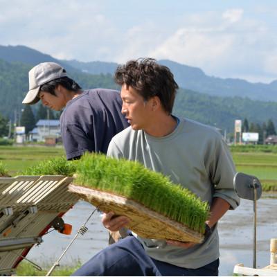 ふるさと納税 南魚沼市 6年連続金賞受賞　南魚沼産コシヒカリ20kg(5kg×4)栽培期間中農薬化学肥料不使用 |  | 01