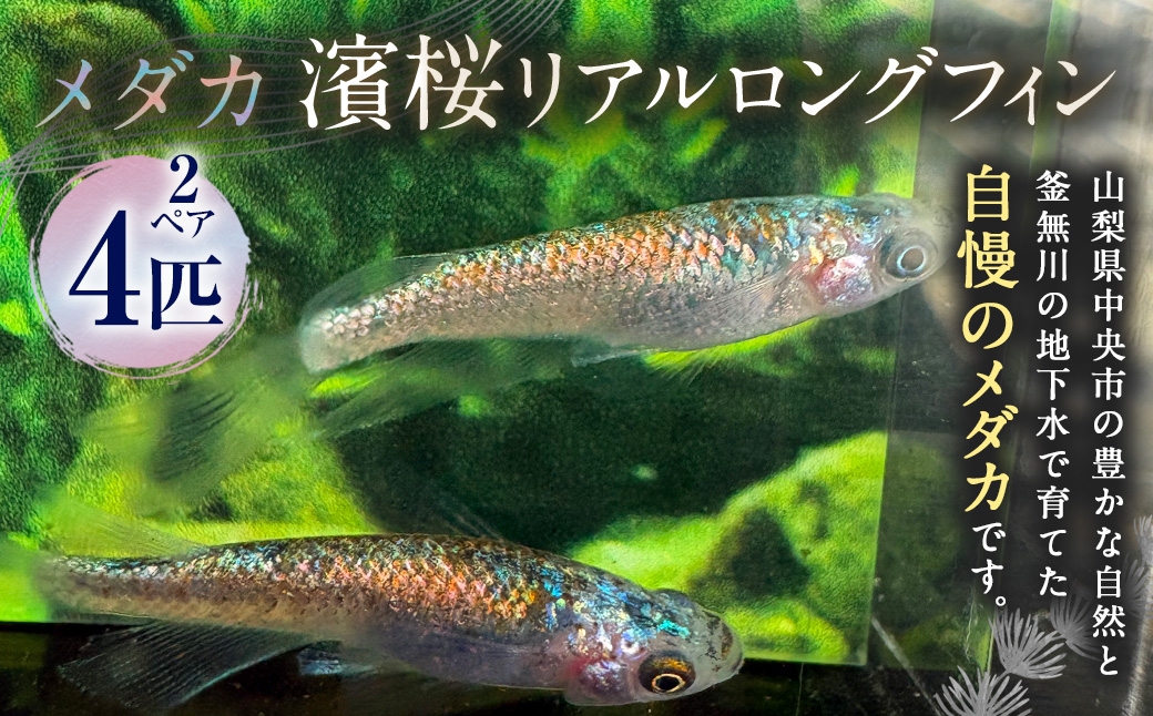 
                  メダカ 【 濱桜リアルロングフィン 】 2ペア 4匹 めだか 観賞魚 愛好家 魚 さかな インテリア 鑑賞 育成 飼育 淡水魚 川魚 生き物 生物 初心者
                