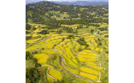 【令和7年産】定期便！魚沼産 新之助【合計240kg】20kg×12回 お米 米 こめ コメ 