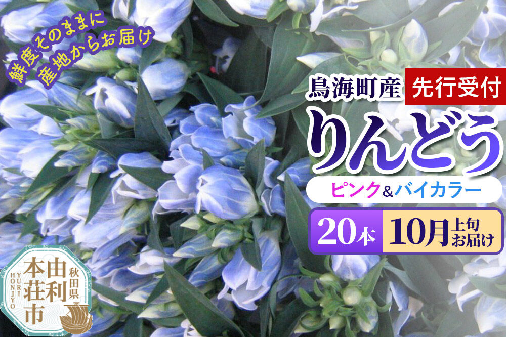《先行受付》【10月上旬お届け】鳥海町産 りんどう 20本 ピンク バイカラー [りんどう リンドウ 竜胆 花 生花 仏花 切り花 ギフト 贈答 インテリア フラワー 秋田県 由利本荘市 鳥海町産]