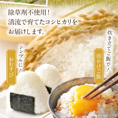 ふるさと納税 天草市 天草市方原産　白米(コシヒカリ)3キロ【先行受付】_S150-002 |  | 02