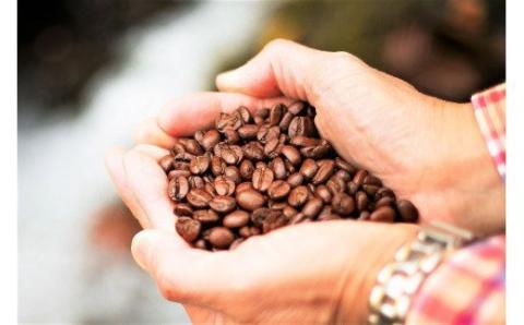 スペシャルブレンド ブナの森 豆 お試し70g コーヒー 奥大山の水洗い珈琲 0777