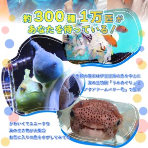 【下田海中水族館】ペア入場券 [水族館 イルカ]