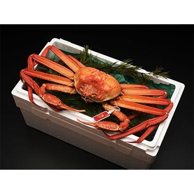 ふるさと納税 射水市 新湊産紅ズワイガニ・孫七タグ付き(約800g) |  | 01