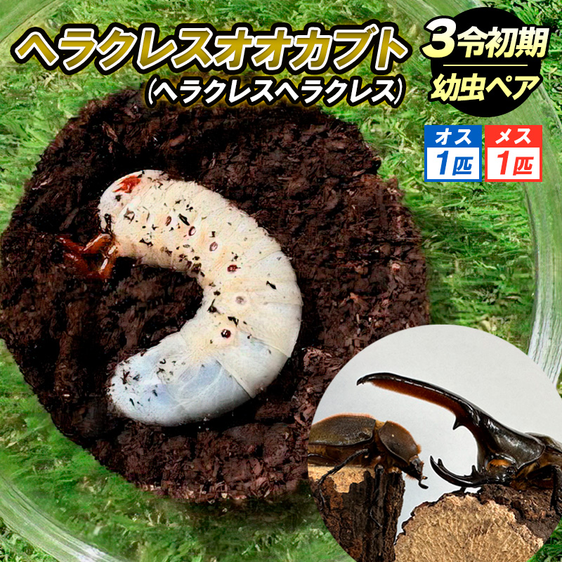 ヘラクレスオオカブト（ヘラクレスヘラクレス）３令 初期幼虫ペア（オス１匹、メス1匹）
 FY25-836
