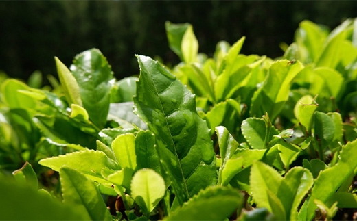 大川村の手摘み玉緑茶と紅茶セット（玉緑茶50g　紅茶ティーパック） F6R-151
