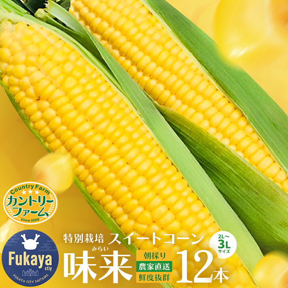 【ふるさと納税】＜先行受付：6月中旬以降出荷予定＞【農家直送】朝採りトウモロコシ『味来（みらい）』12本　ジュワッと弾ける美味しさ！ 野菜 トウモロコシ 朝採 セット 農家直送 甘い 味来【11218-0469】