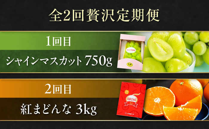 【全2回定期便】【数量限定】シャインマスカット＆紅まどんな 愛媛が誇るフルーツ2種の贅沢定期便 マスカット ぶどう まどんな みかん 果物 愛媛県大洲市/愛媛たいき農業協同組合[AGAO015]