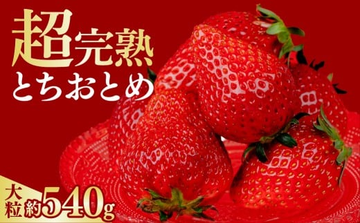 いちご 選手権金賞農園の 厳選&完熟&朝摘み とちおとめ  大粒 2パック入り【3月以降発送】 | いちご イチゴ 苺 とちおとめ 第1回いちご選手権金賞 ブランドいちご ストロベリー 完熟 甘い あまい 果物 フルーツ くだもの 旬 産地直送 栃木県産 鈴木ファーム 栃木県 茂木町