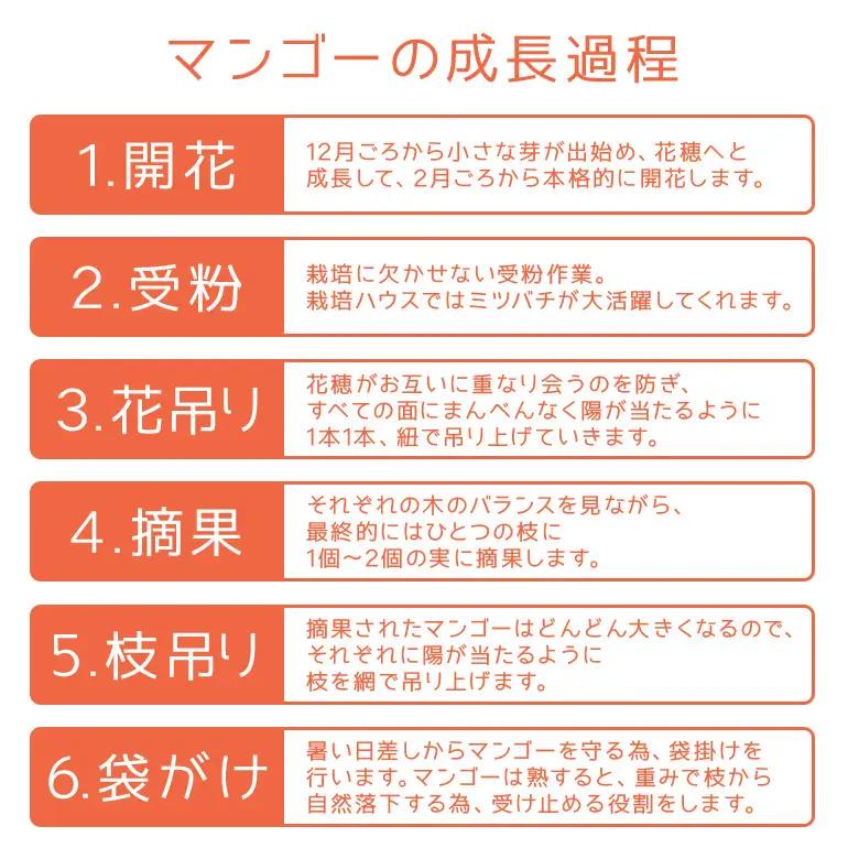 【 先行予約 2026年 発送 】 沖縄県知事賞4度受賞 マンゴー 家庭用 2kg サンフルーツ糸満 沖縄県産 アップルマンゴー アーウィンマンゴー 2キロ 国産 完熟マンゴー 果物 くだもの フルー