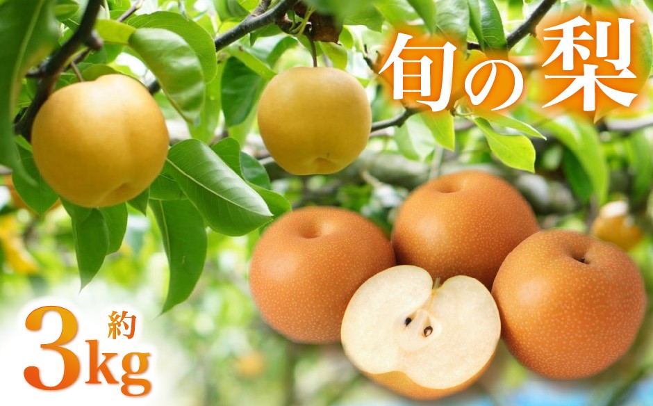 
                  【産地直送】小林市産 旬の梨 3kg（梨 ナシ なし フルーツ 果物 くだもの 限定）
                