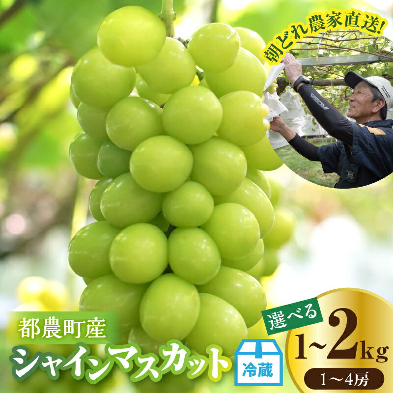 【ふるさと納税】【内容量が選べる】先行予約 ≪期間限定≫ 都農町産 シャインマスカット 計1kg 計2kg 国産 果物 くだもの フルーツ 葡萄 ぶどう 種無し 大粒 デザート おやつ 高糖度 ご褒美 甘い 人気 プレゼント ギフト 贈り物 贈答 お土産 おすすめ 冷蔵 宮崎県 送料無料