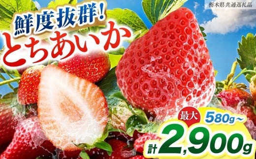 
            【ふるさと納税】[期間限定] 【選べる内容量】鮮度抜群とちあいか 290g×2、4、6、8、10P 先行予約【栃木県共通返礼品】｜栃木県産 矢板市産 フルーツ スイーツ デザート 果物 果実 産地直送 栃木県 矢板市
          
