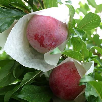 ふるさと納税 山梨県 山梨県オリジナル品種の完熟すもも「サマーエンジェル」舌の上でとろけるなめらかな果肉 |  | 03