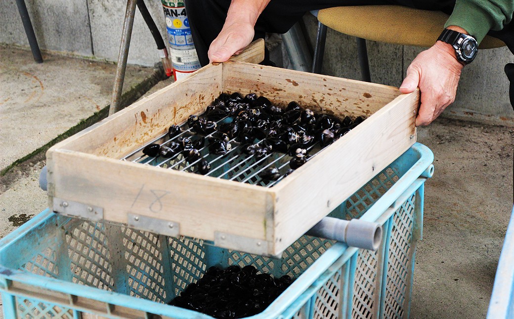 D24-008 東郷湖冷凍しじみ（大粒） 4.5kg