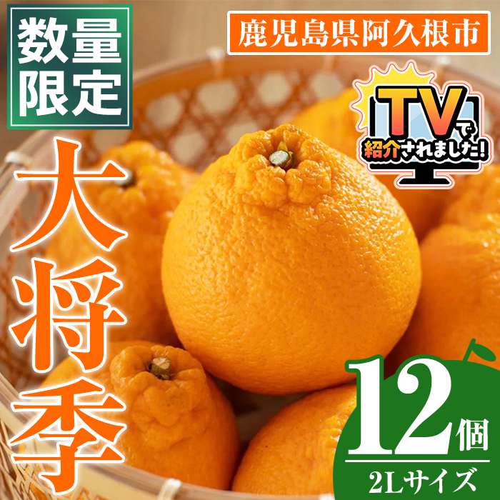 ＜先行予約受付中！2027年1月中旬以降順次発送予定＞数量限定！大将季 (12個・2Lサイズ) 柑橘 フルーツ 果物 国産 みかん 期間限定 不知火 しらぬい シラヌイ ミカン 【株式会社土曜日】akn069-08