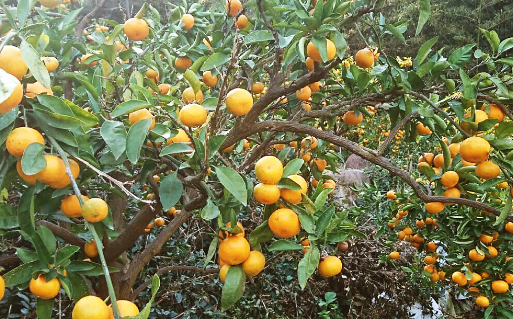 長崎県産 秀品温州みかん 5kg (贈答用可) /  果物 フルーツ 柑橘 蜜柑 ミカン 温州みかん 秀品 贈答 ギフト プレゼント 国産 大将農園 長崎県 長崎市 【2025年12月上旬~下旬迄発送